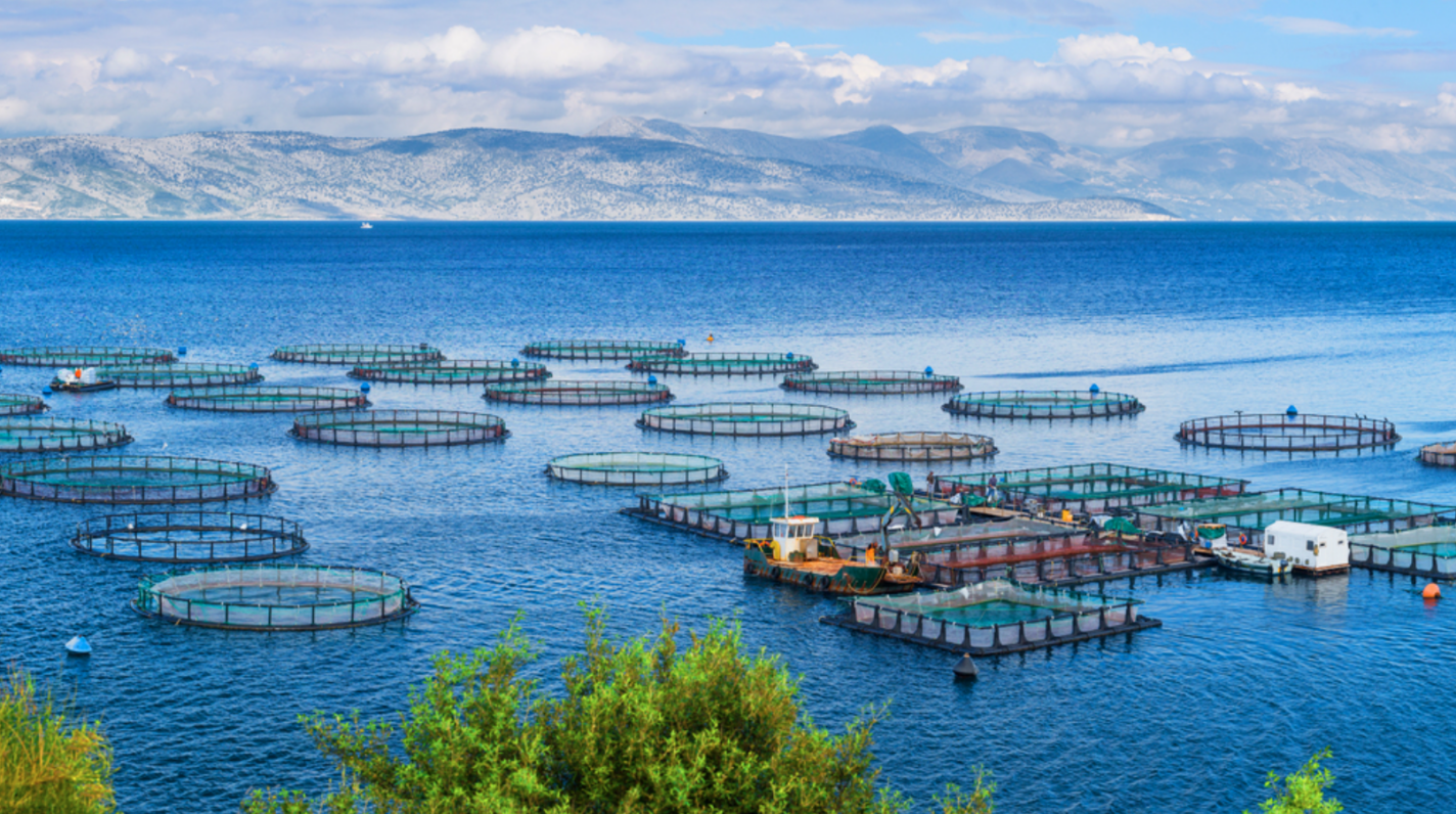 Photo shows an example of industrial finfish aquaculture pens